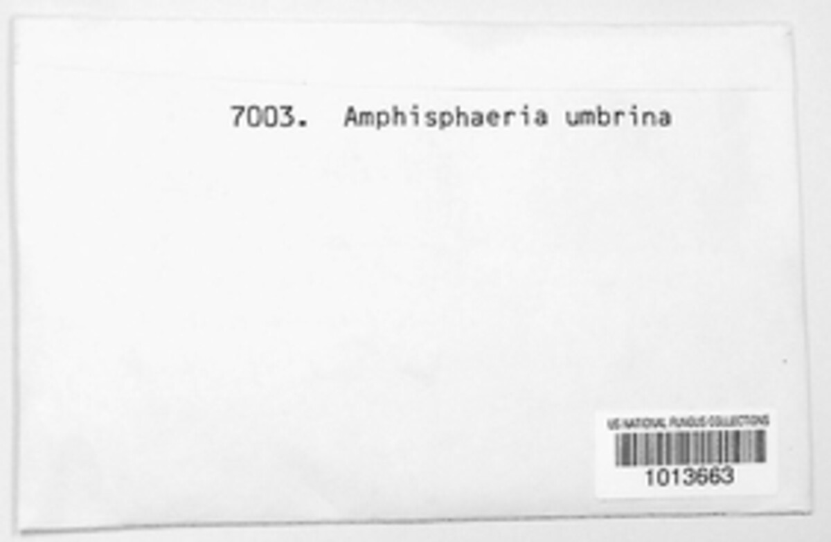 Amphisphaeria umbrina image